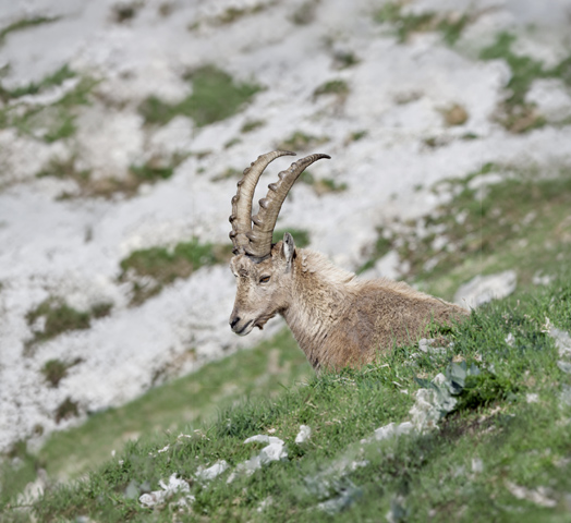 Bouquetin dans un paysage de montagne