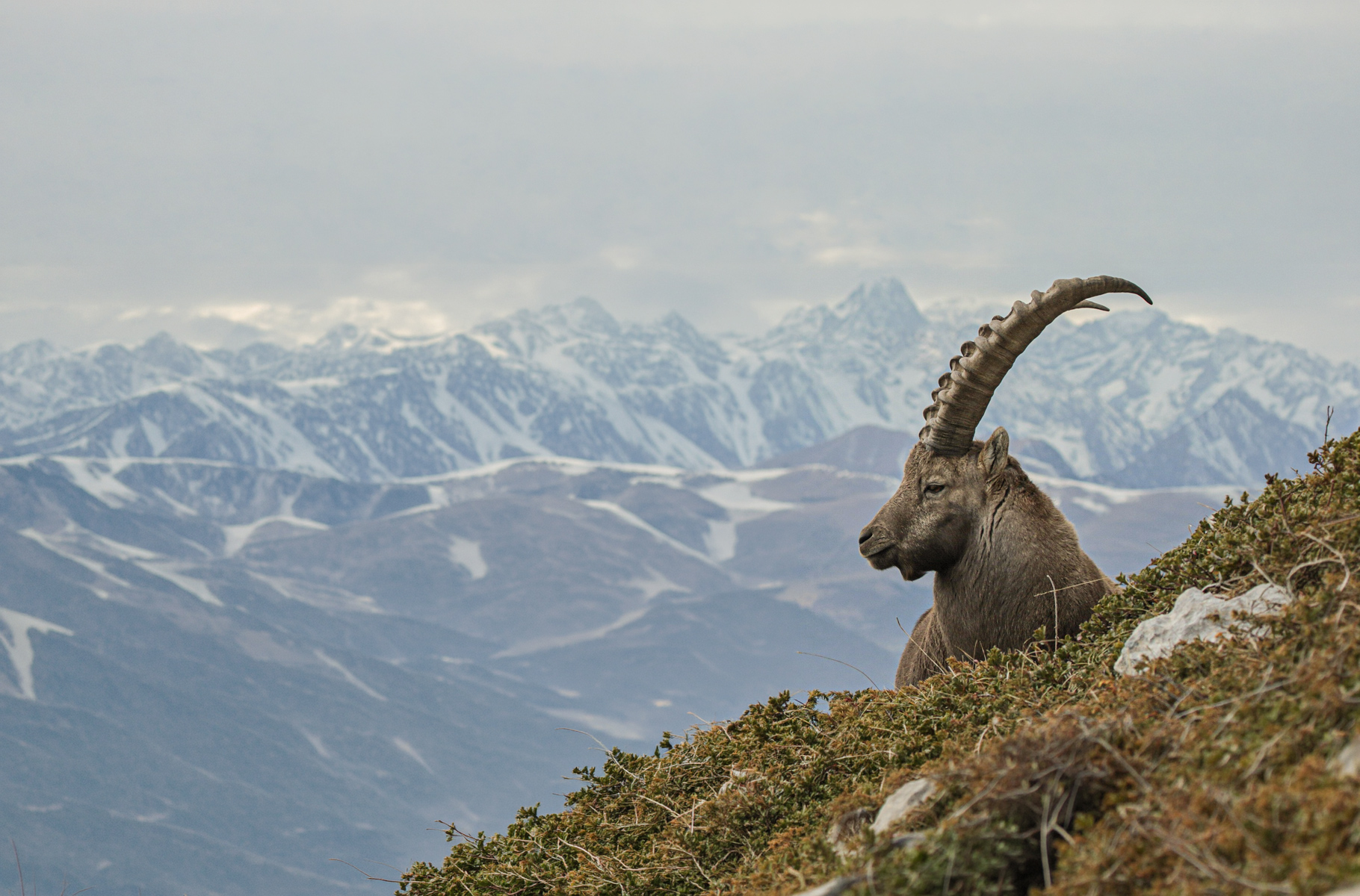Bouquetin des Alpes sur une crête rocheuse
